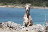 WHIPPET 058